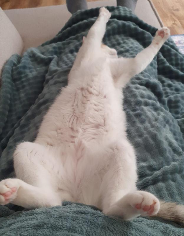 Maya