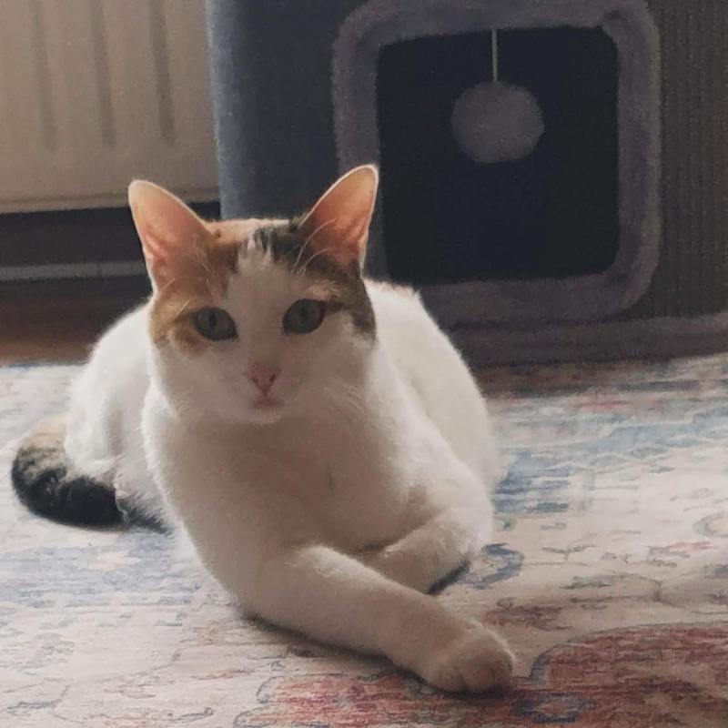 Maya