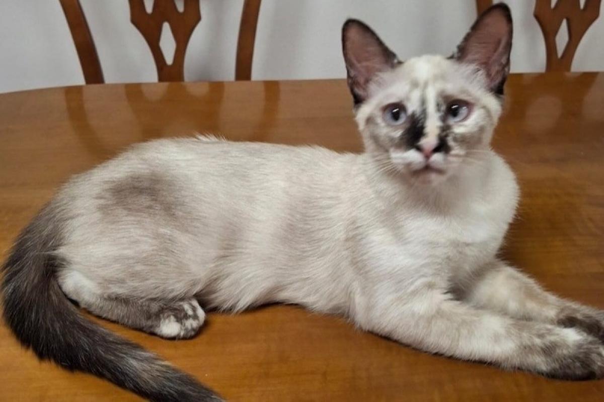 Atenea