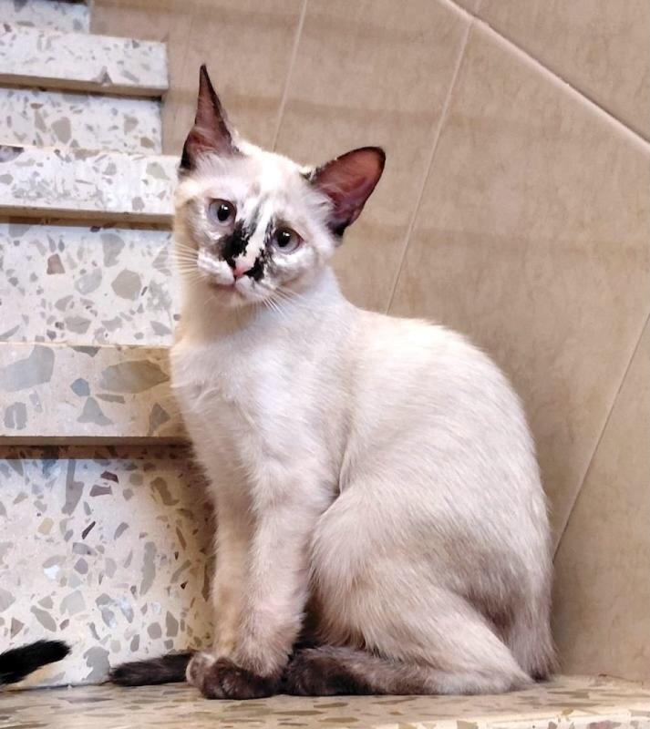 Atenea