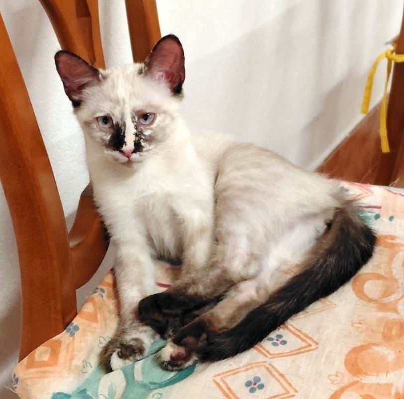 Atenea