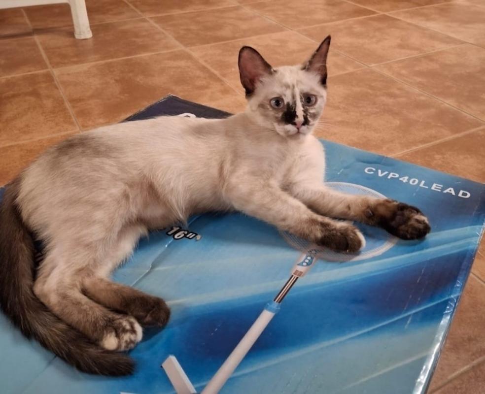 Atenea