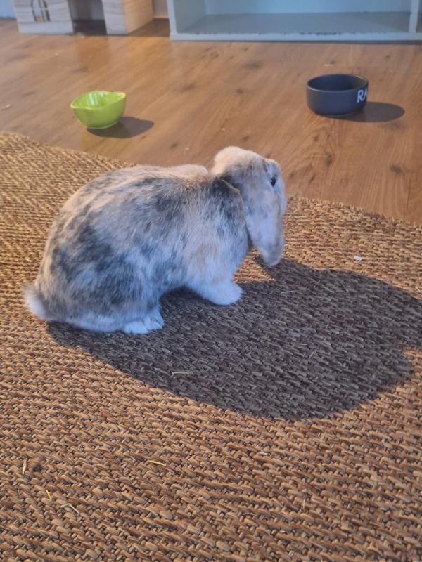 Fluffy en Storm