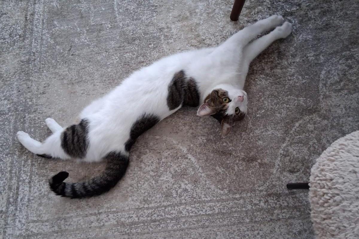 Pedro