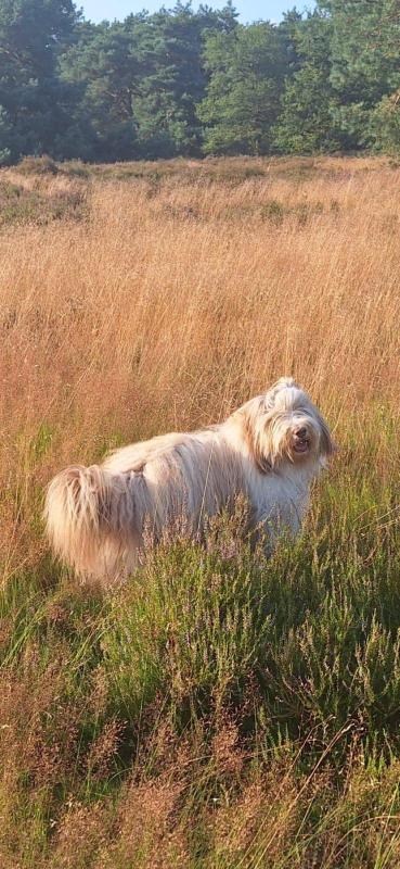 Joep