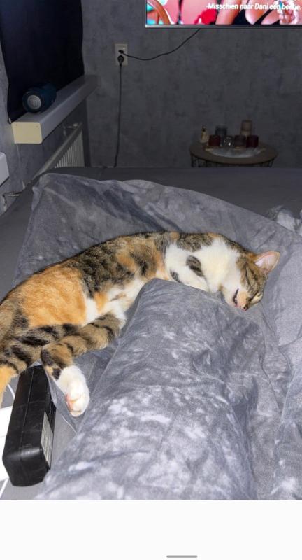 Prinsess