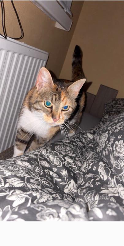 Prinsess