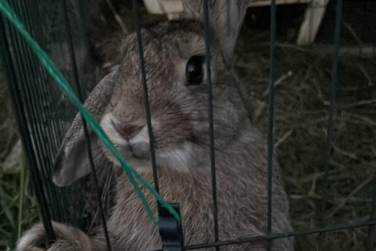 Milo