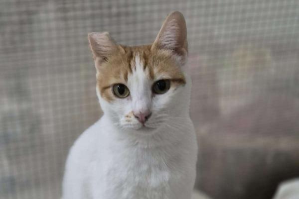 Mara