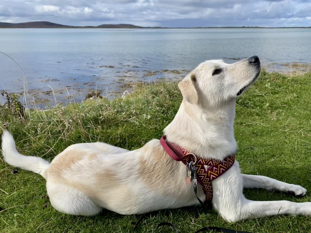 Zoë