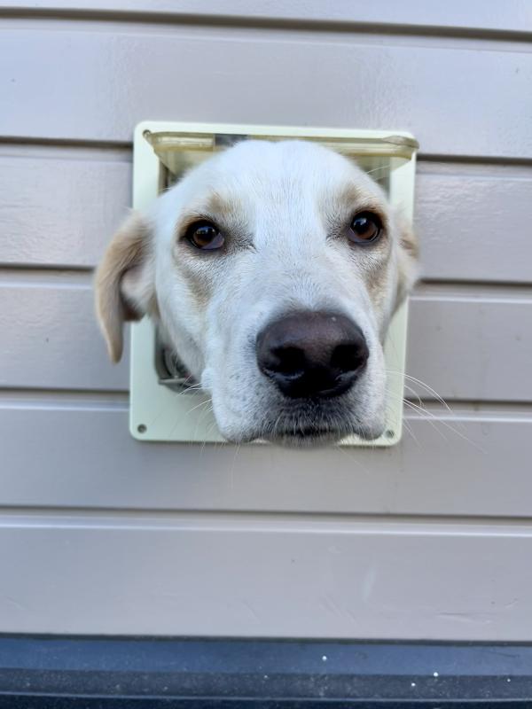 Zoë