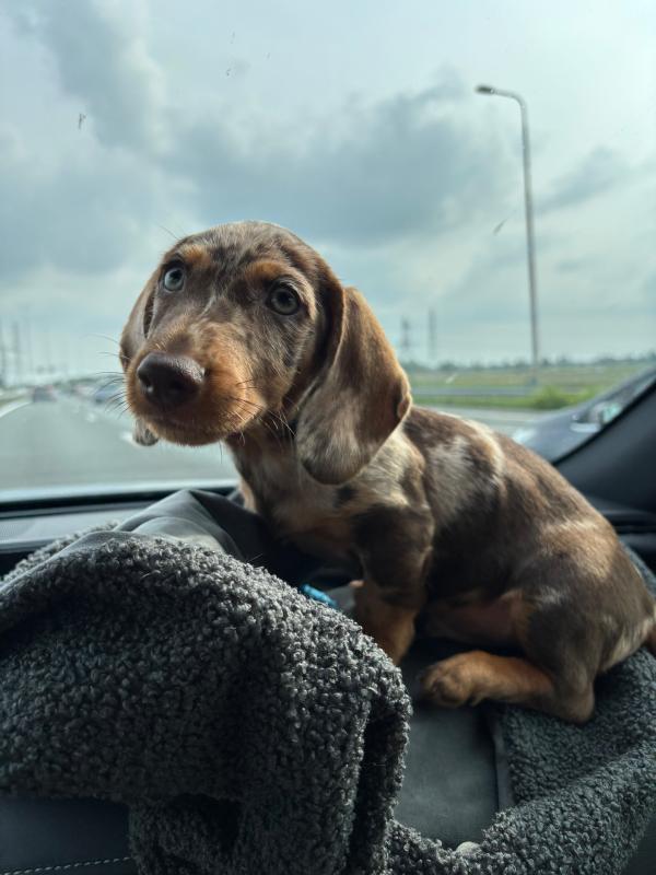 Charlie