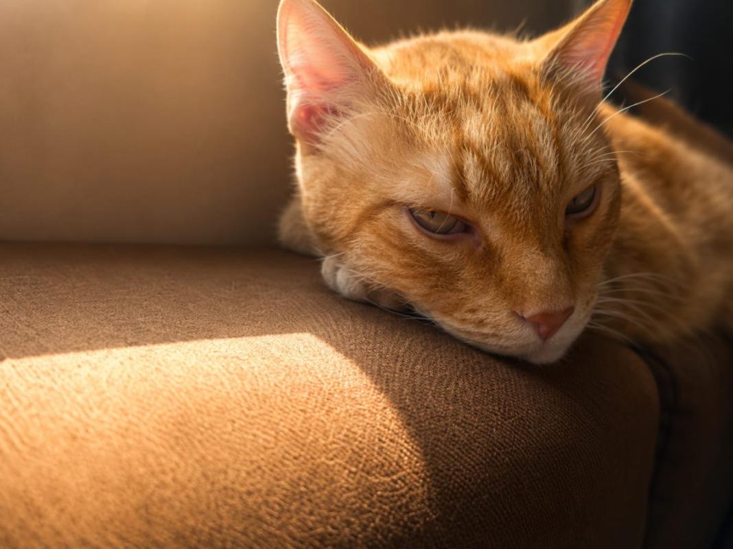 Murphy