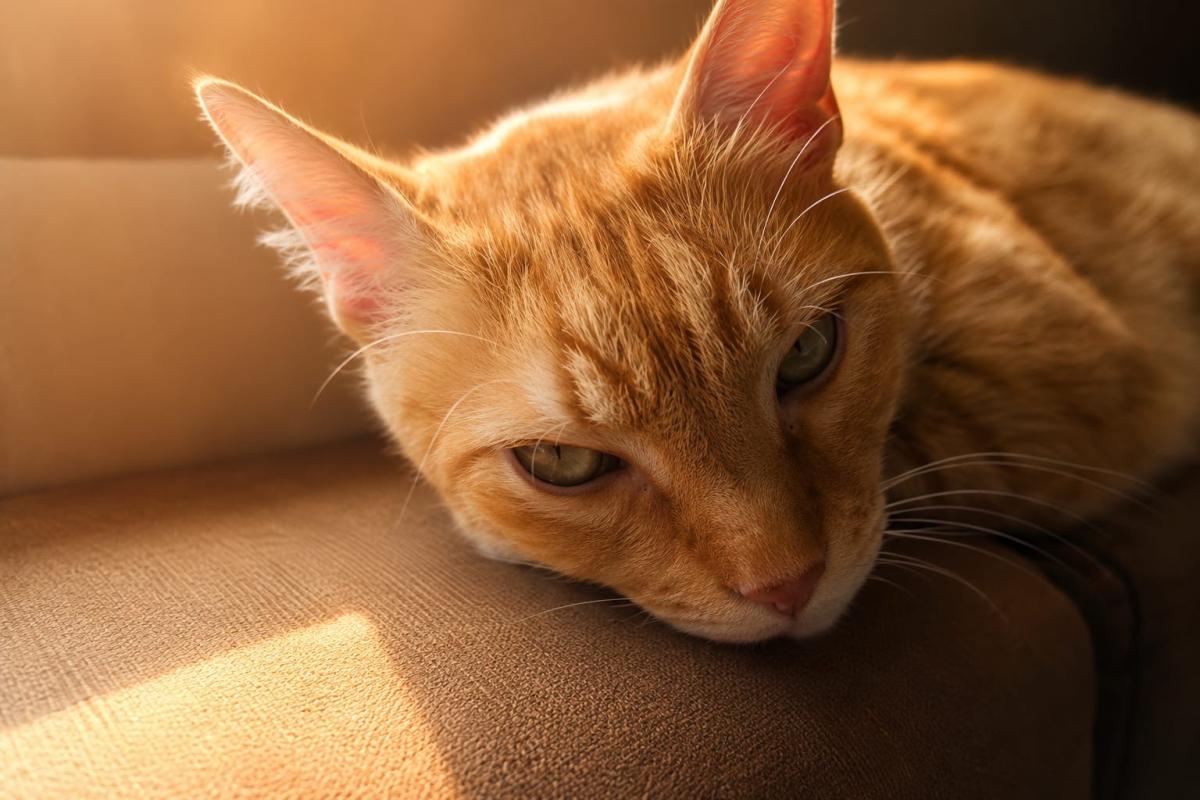 Murphy