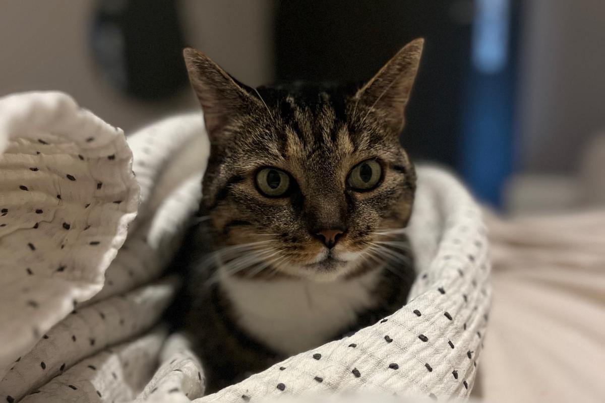 Nova