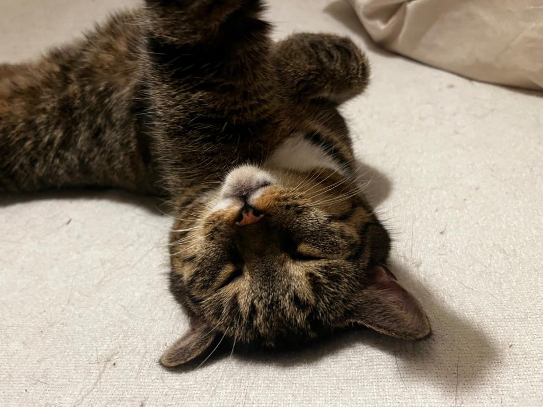 Nova