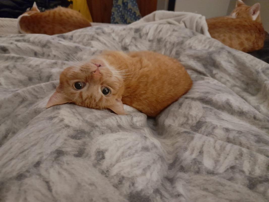 Sam(metje)