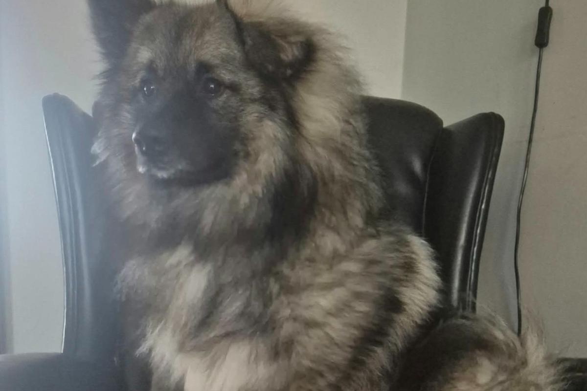 Paco