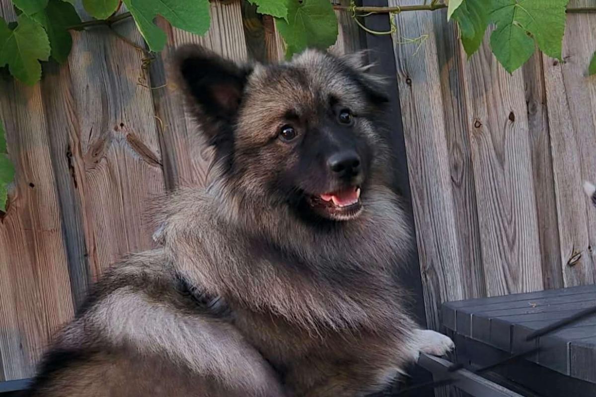 Paco