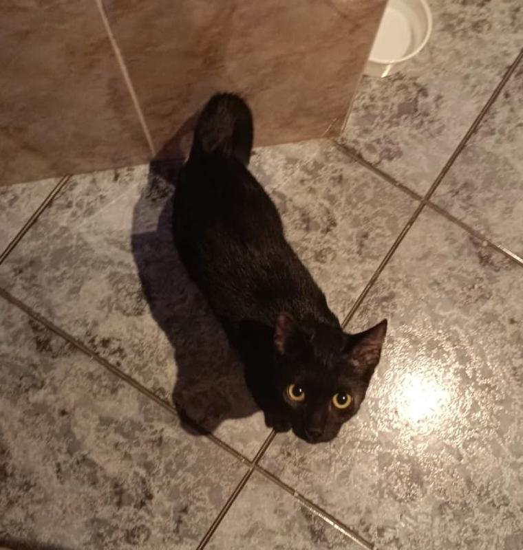 Maca