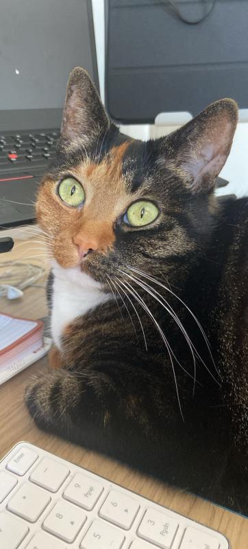 Mika