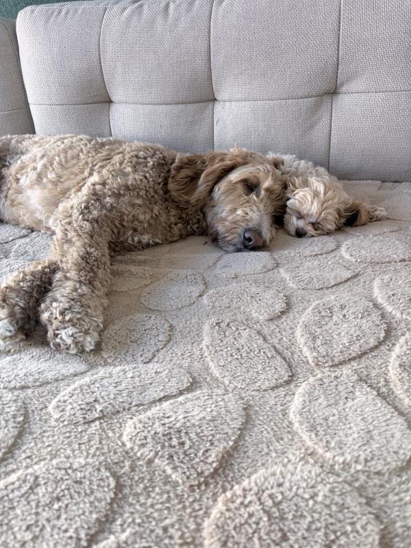 Ollie
