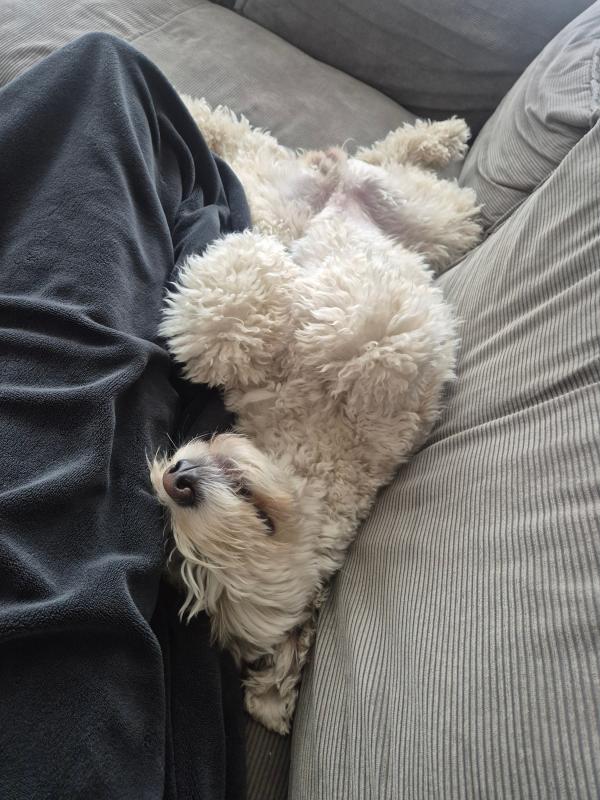 Olly