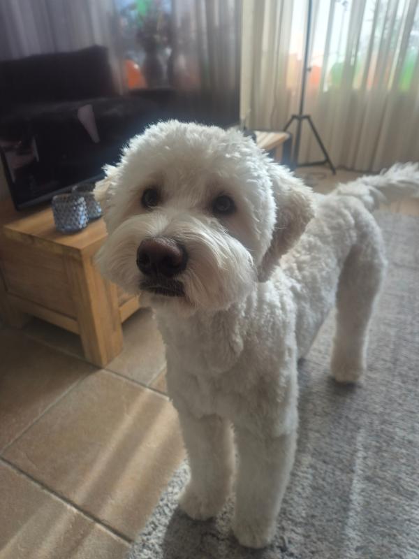 Olly