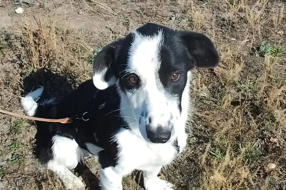Luca