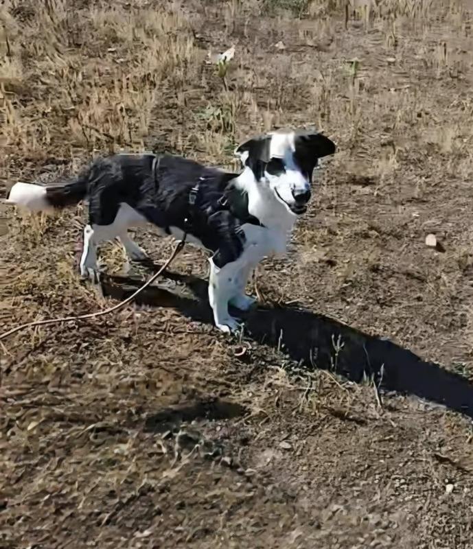 Luca