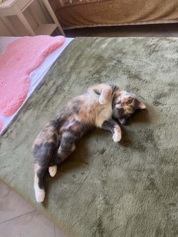 Chloé