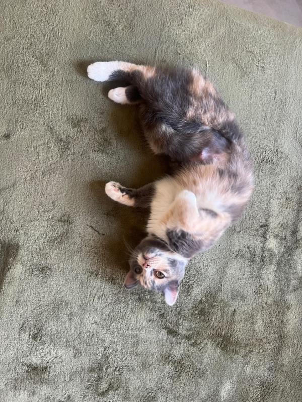 Chloé