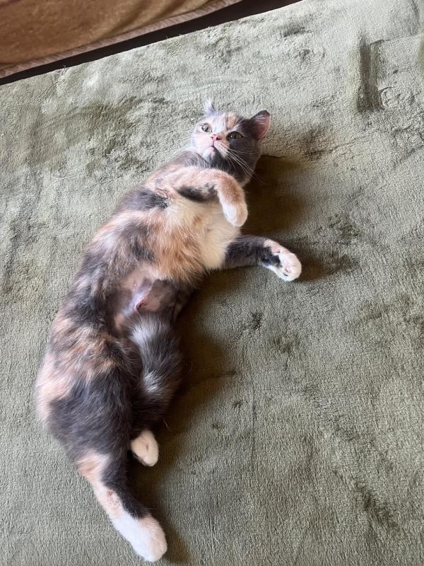 Chloé