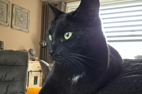 Onyx