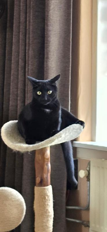 Onyx