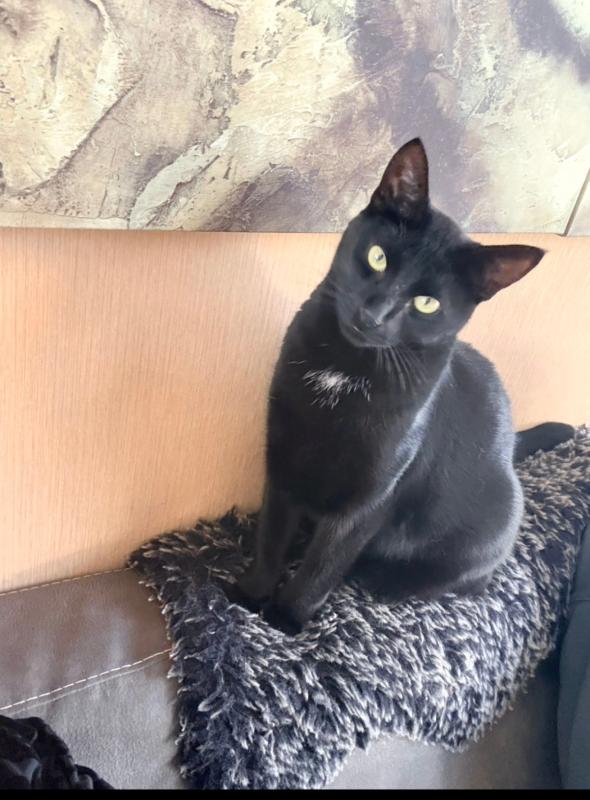 Onyx