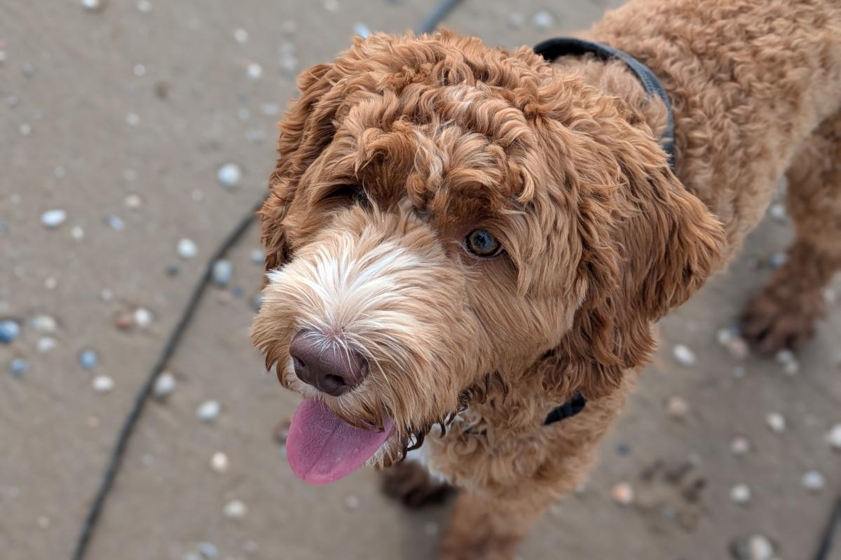 Odie