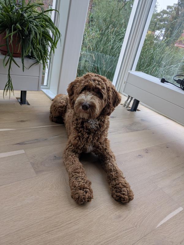 Odie