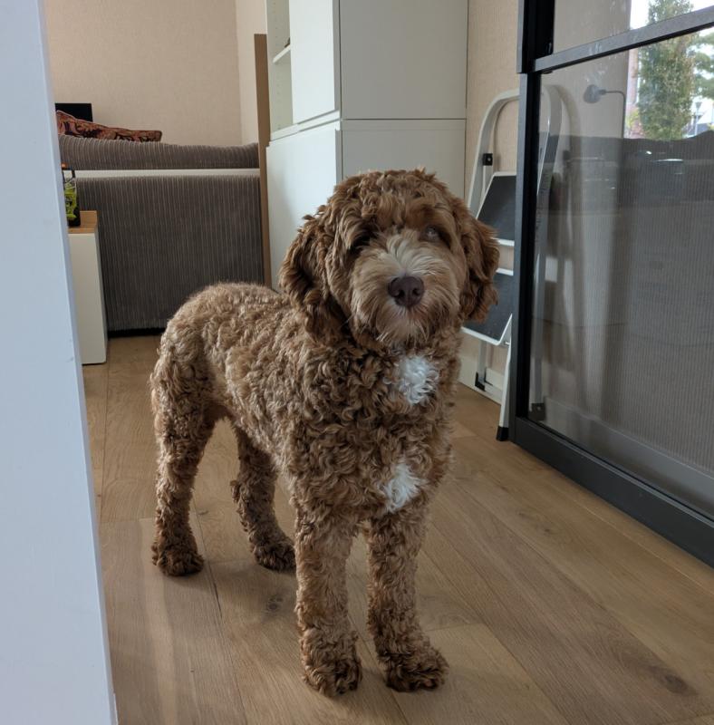 Odie