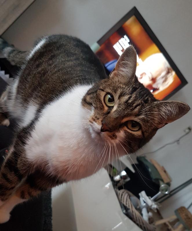 Lola