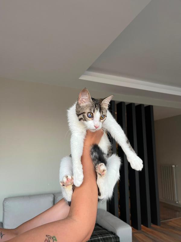 Trico