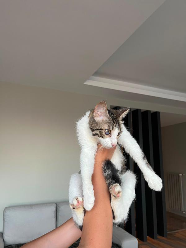 Trico