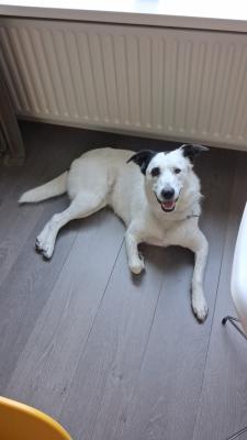 Doortje