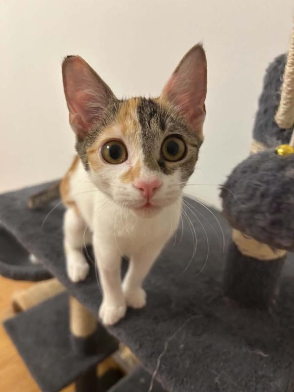 Henrietta