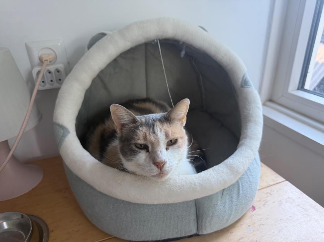 Amy