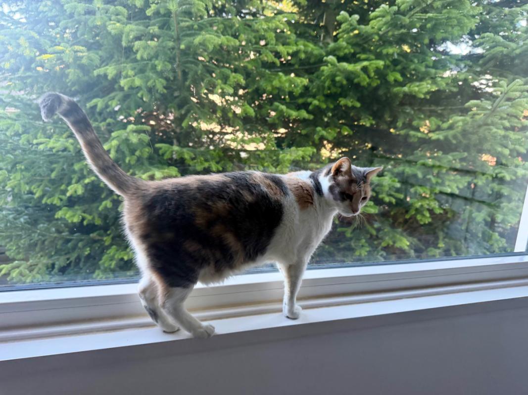 Amy