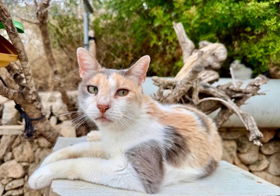 Amy
