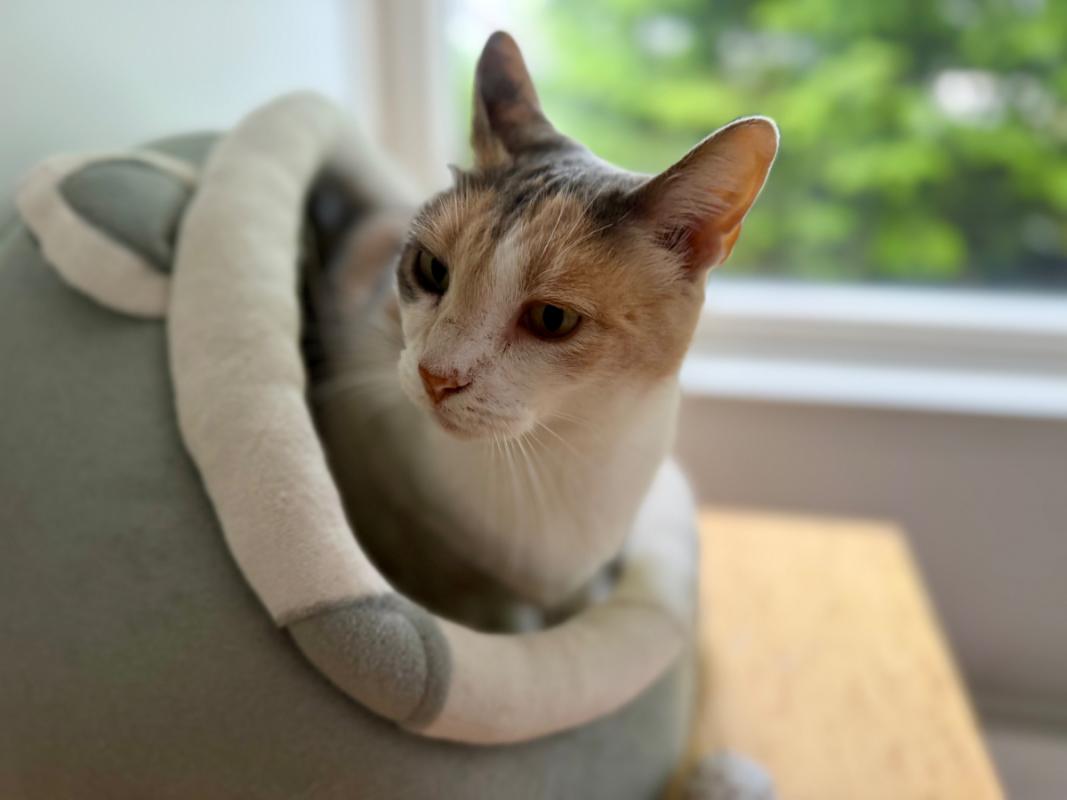 Amy