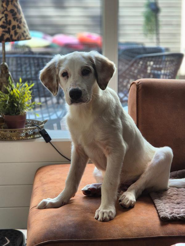 Ollie