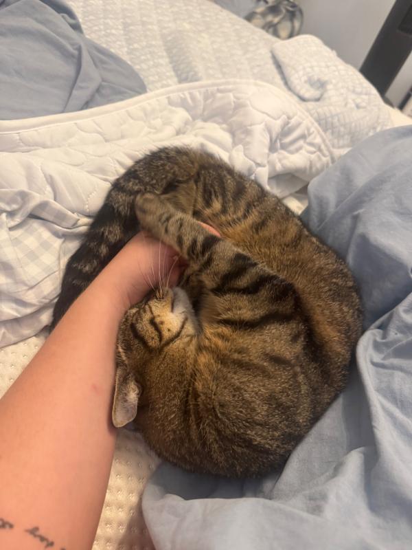 Mogli